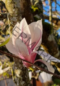 col Magnolien-Leben 12, leicht offen