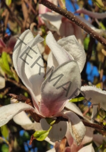 col Magnolien-Leben 13, leicht offen