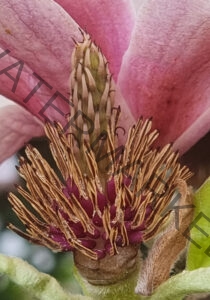 col Magnolien-Leben 22, verblüht