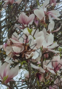 col Magnolien-Leben 23, verblüht