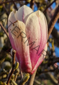 col Magnolien-Leben 24, leicht offen