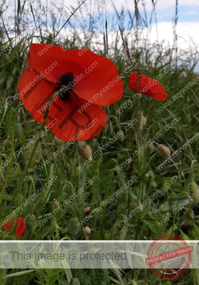 Mohnblume 33