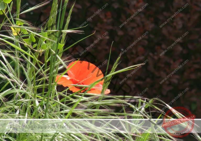 Blumen 087