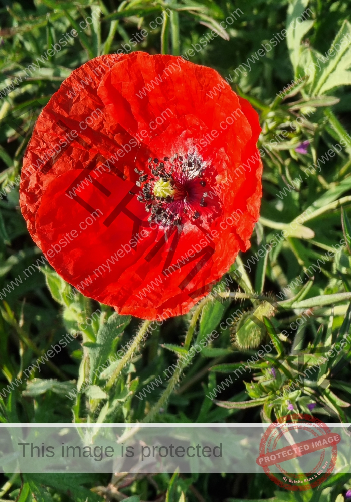 Blüten, Mohn unterwegs 04