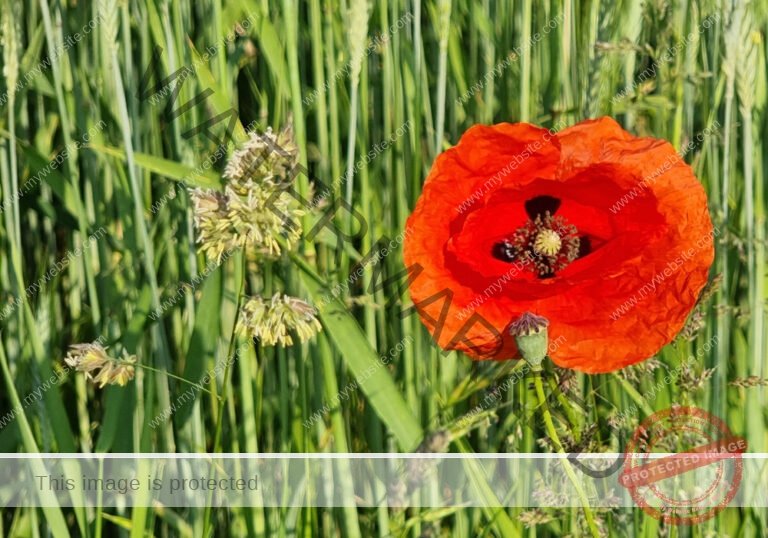 Blüten, Mohn unterwegs 05