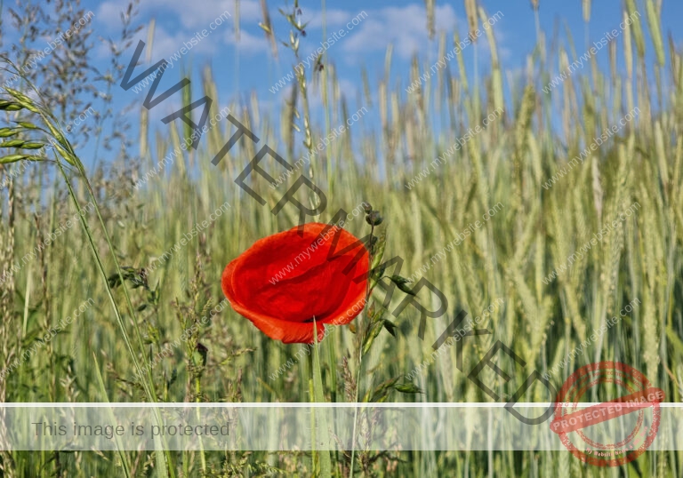 Blüten, Mohn unterwegs 06