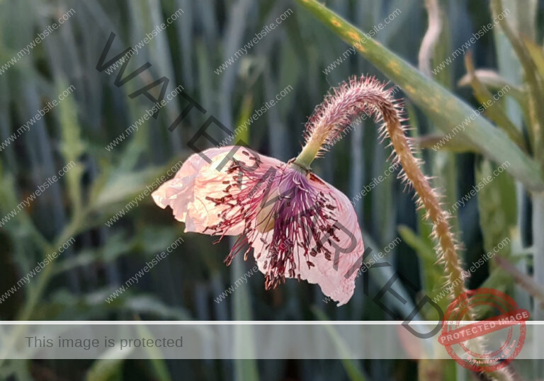 Blüten, Mohn unterwegs 07
