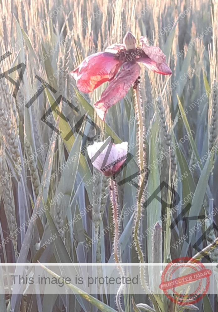 Blüten, Mohn unterwegs 09