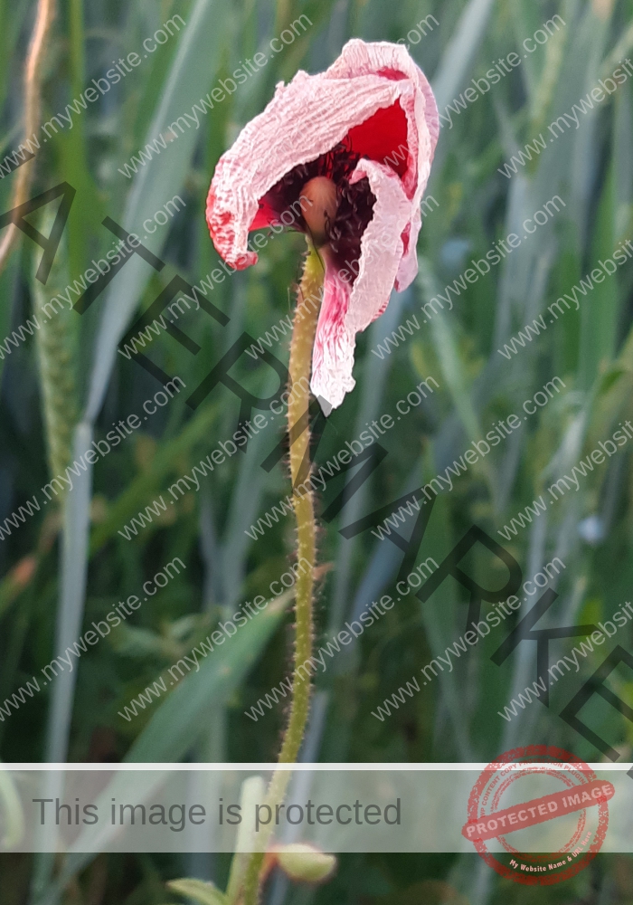 Blüten, Mohn unterwegs 10