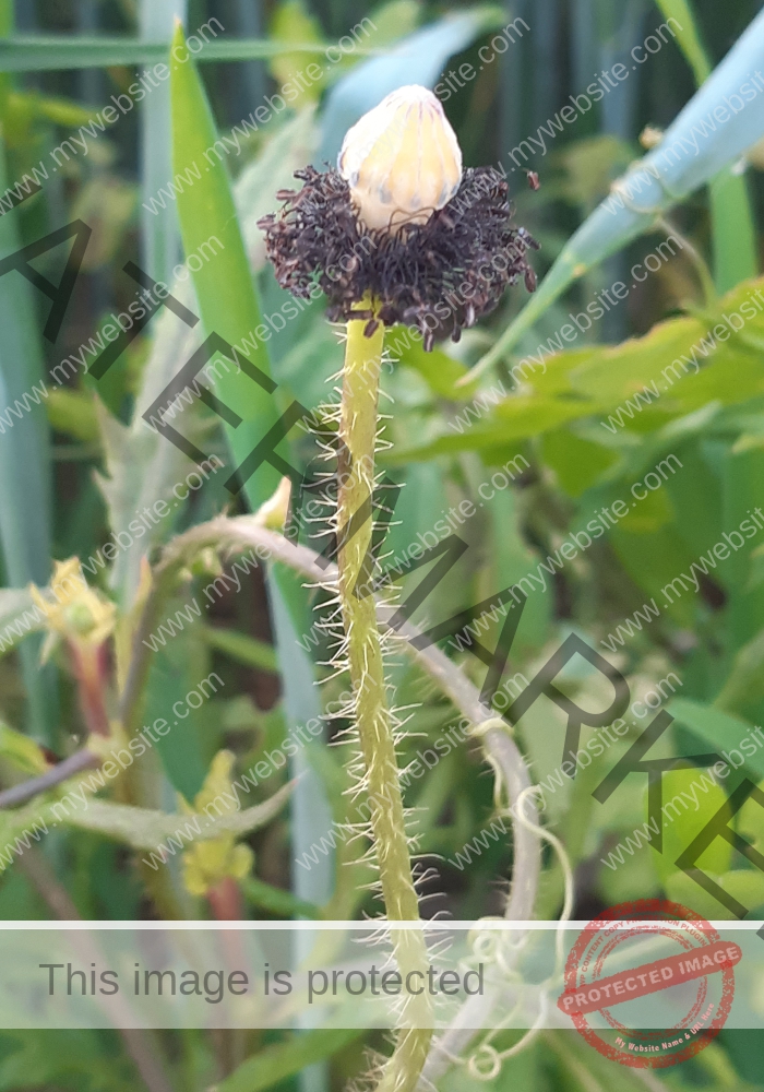 Blüten, Mohn unterwegs 11
