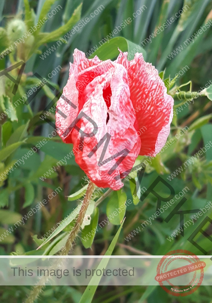 Blüten, Mohn unterwegs 13
