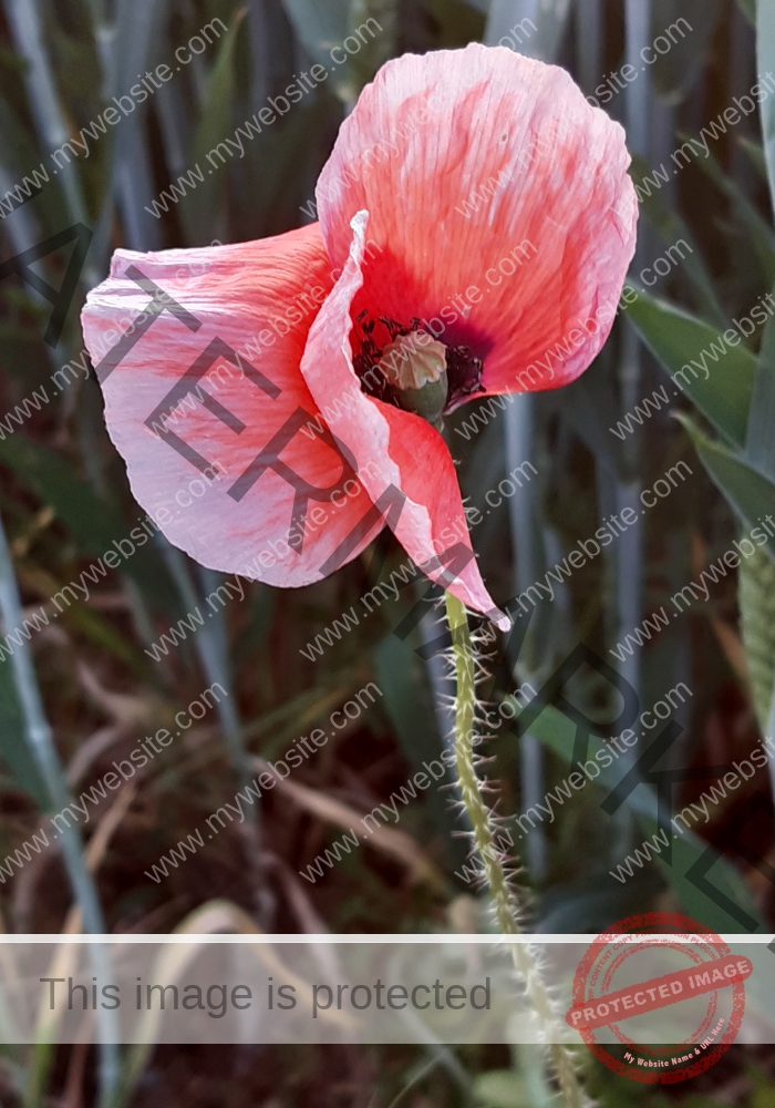 Blüten, Mohn unterwegs 14