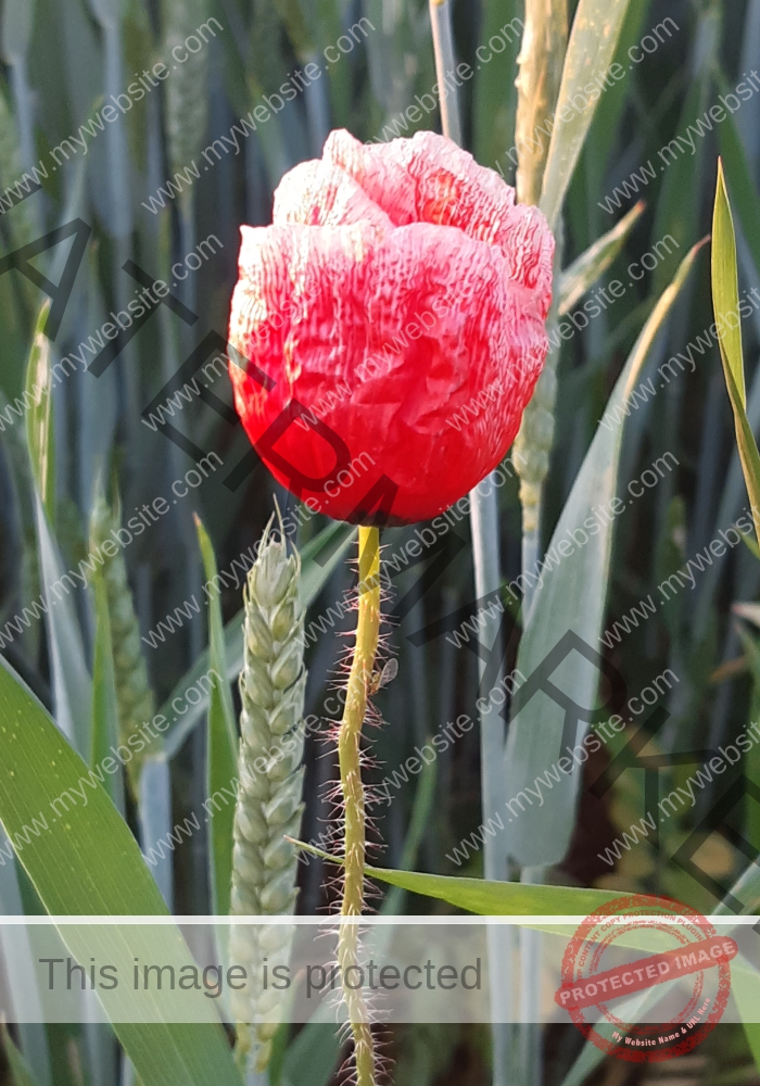 Blüten, Mohn unterwegs 15