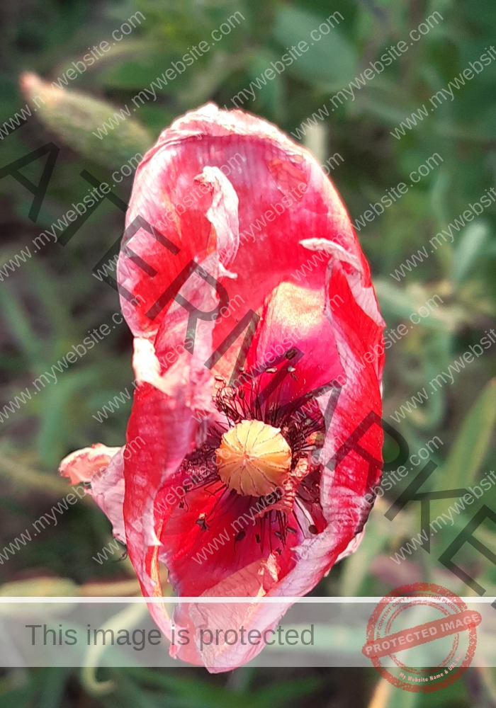 Blüten, Mohn unterwegs 17