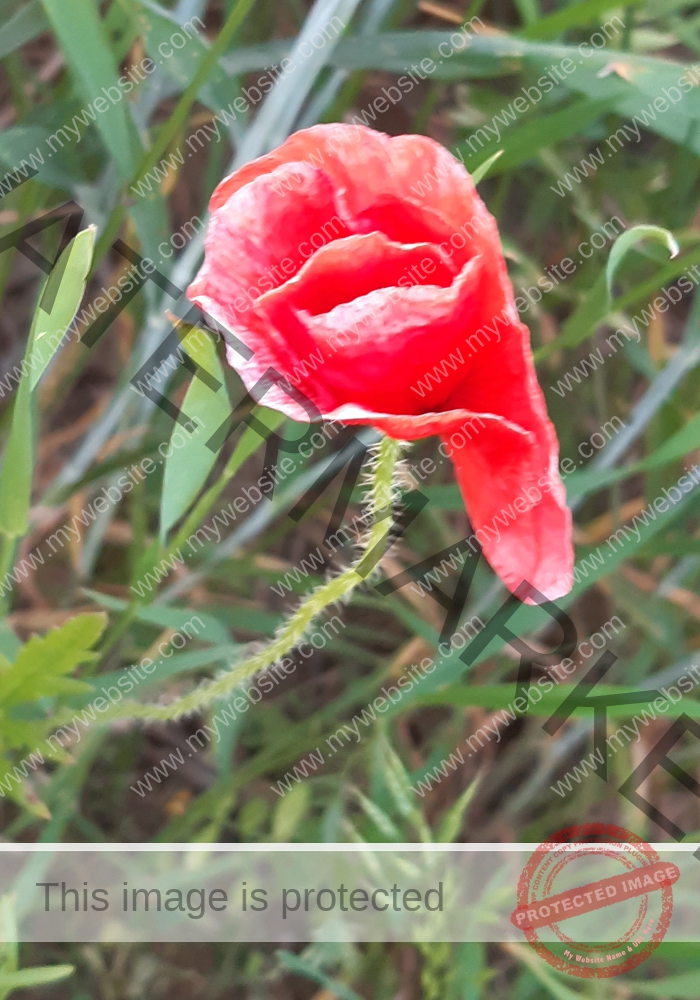 Blüten, Mohn unterwegs 18