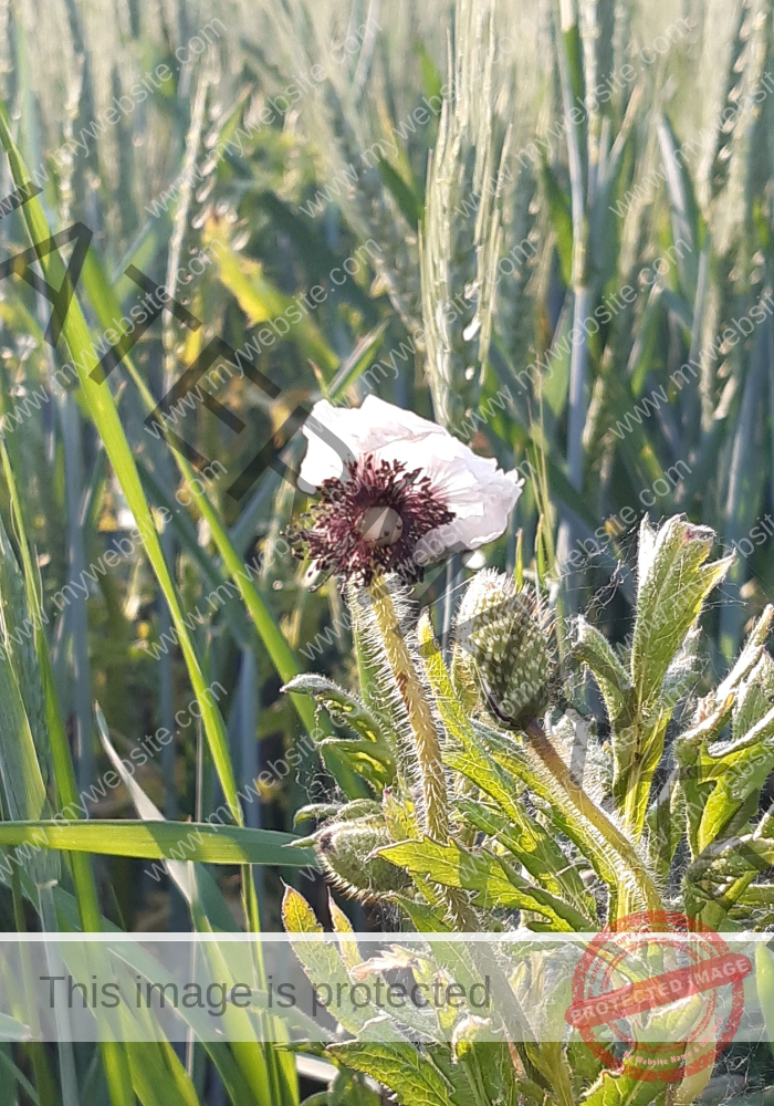 Blüten, Mohn unterwegs 19