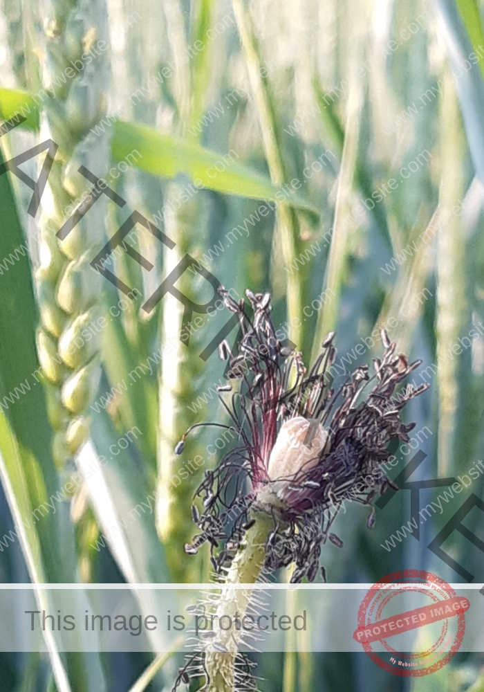 Blüten, Mohn unterwegs 21