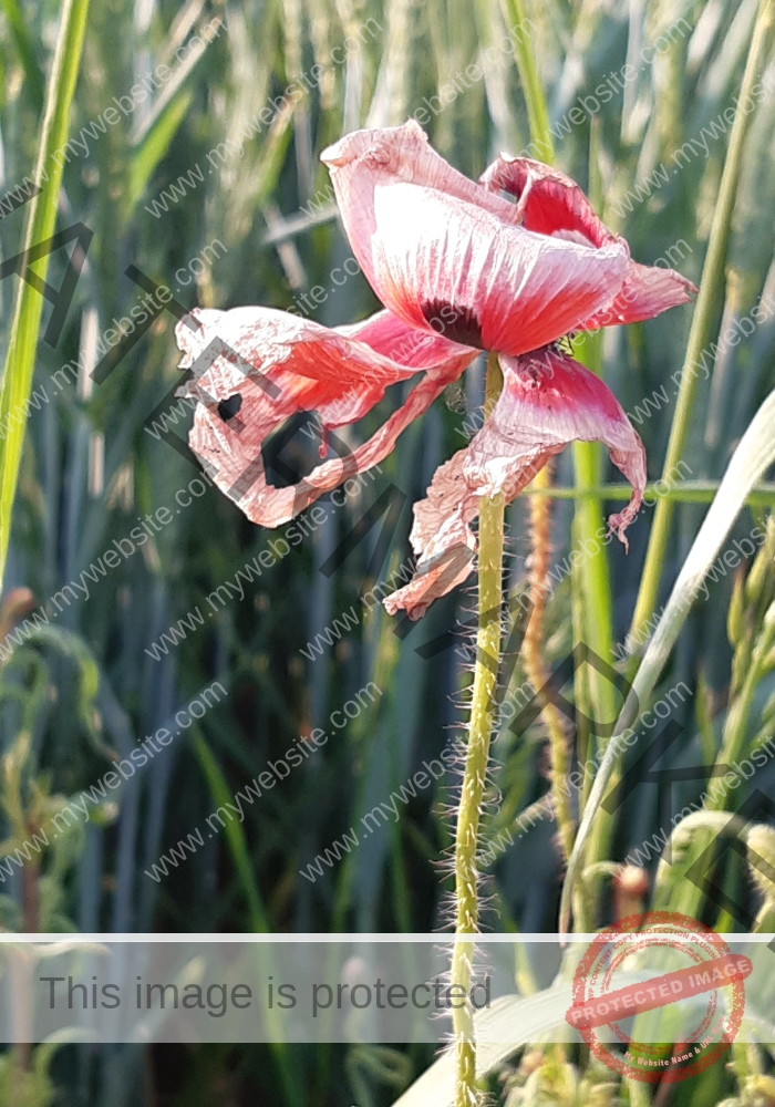 Blüten, Mohn unterwegs 22