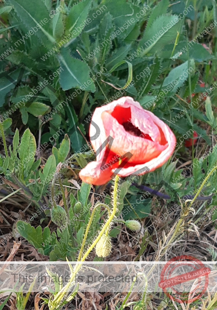 Blüten, Mohn unterwegs 23
