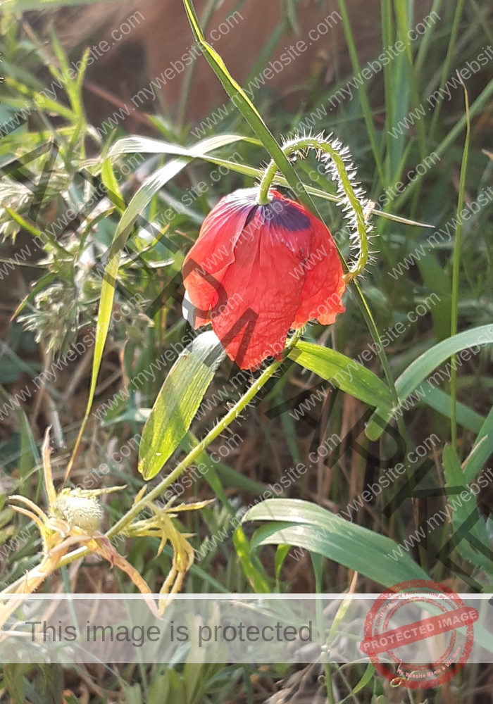 Blüten, Mohn unterwegs 24