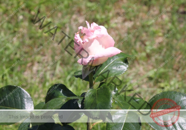 Blüten im Urlaub 001, Frühsommer