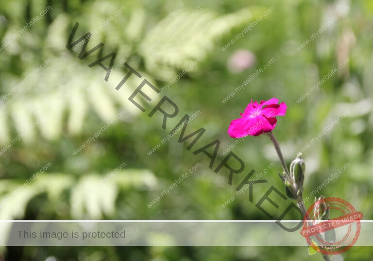 Blüten im Urlaub 003, Frühsommer