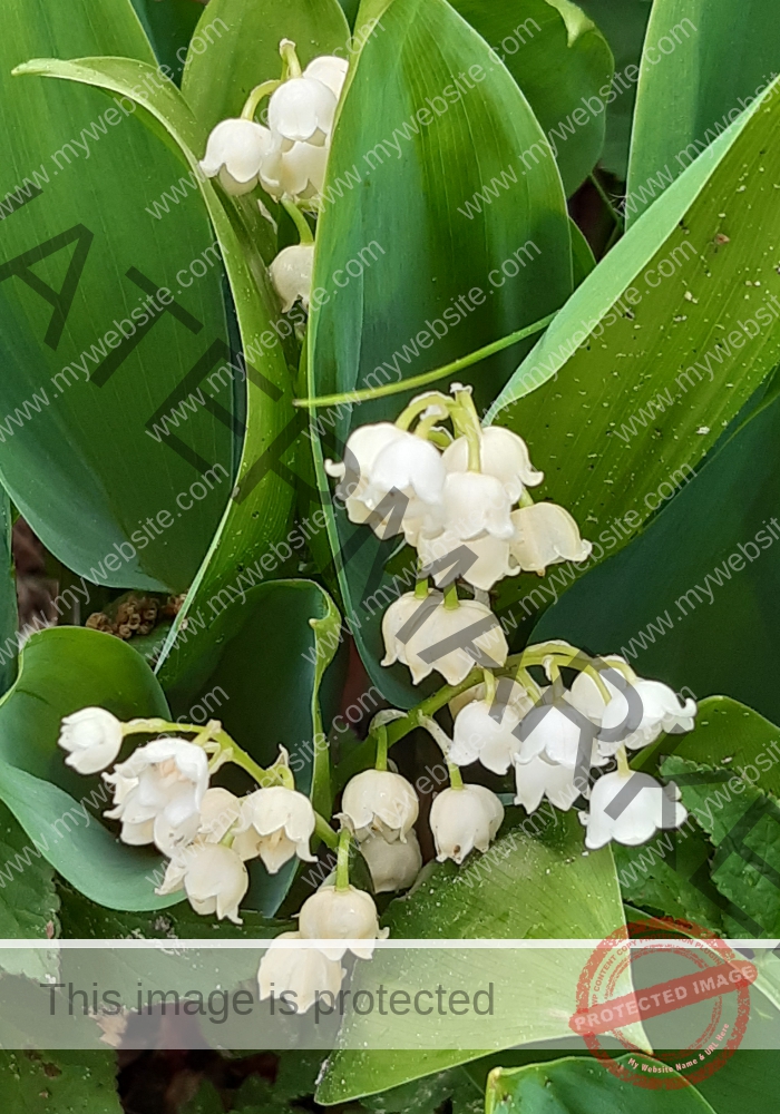 Blüten im Urlaub 04, Frühling Rügen 2022