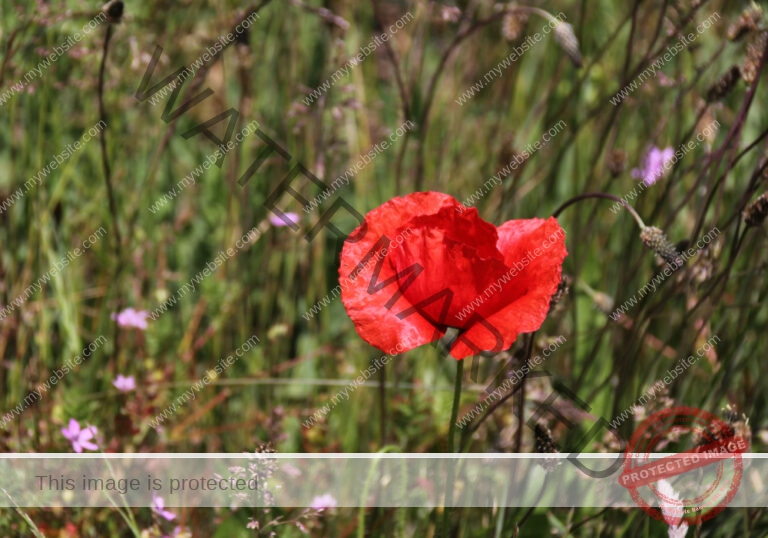 Blüten im Urlaub 07, Frühling Rügen 2022