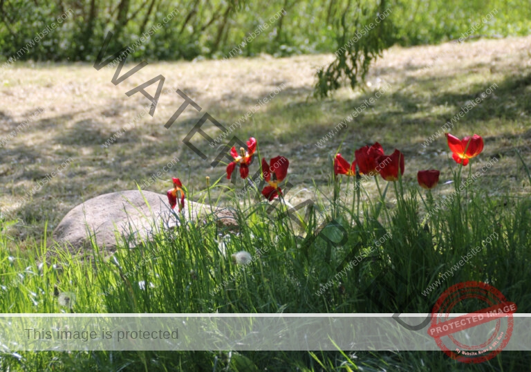 Blumen im Urlaub 01, Frühling Rügen 2022