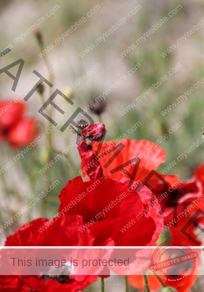 Blumen im Urlaub 03, Frühling Rügen 2022