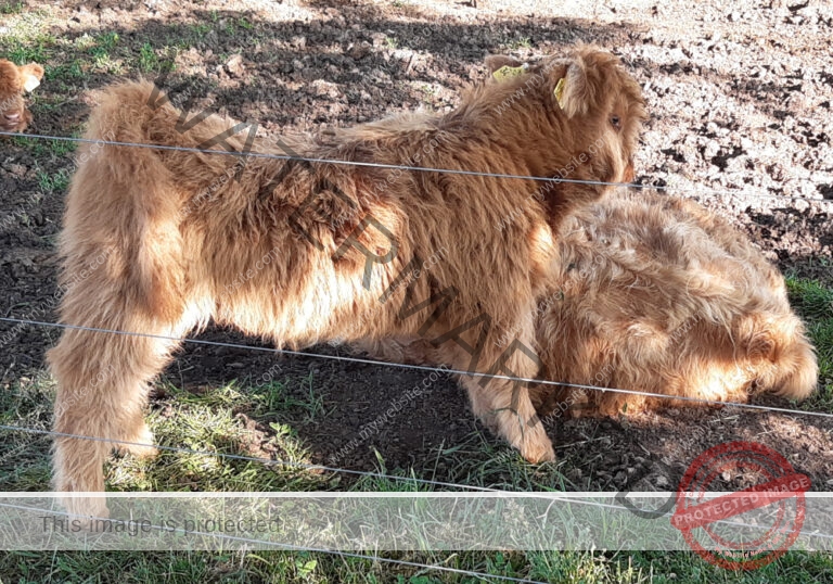 LB Galloways 75