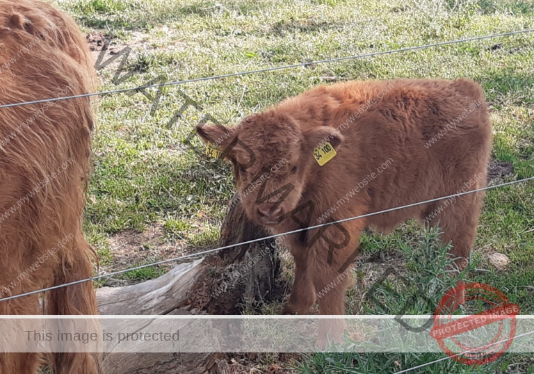 LB Galloways 84
