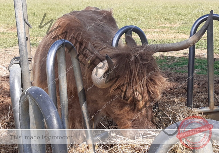 LB Galloways 87