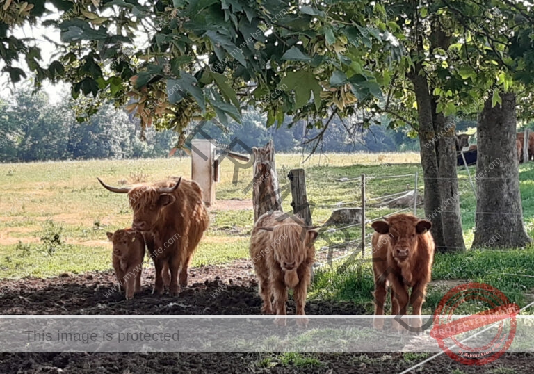 LB Galloways 88