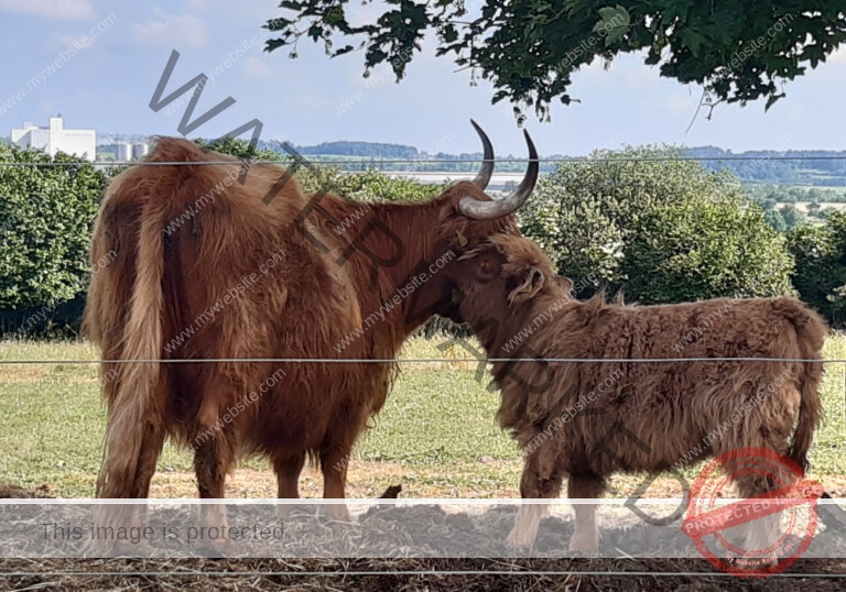 LB Galloways 89