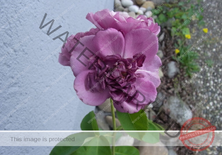 LB Rosen 044