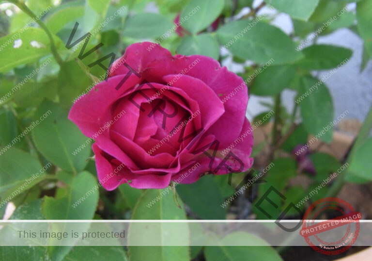 LB Rosen 046