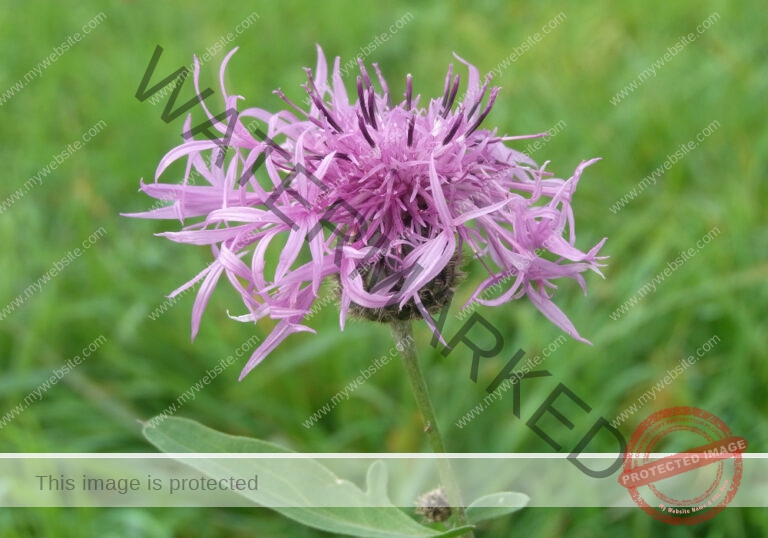 Wiesen-Flockenblume