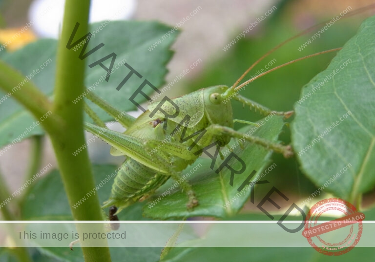 Makro Gartentiere 19