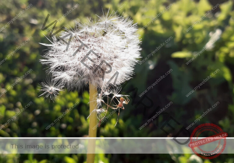 Makro Gartentiere 21