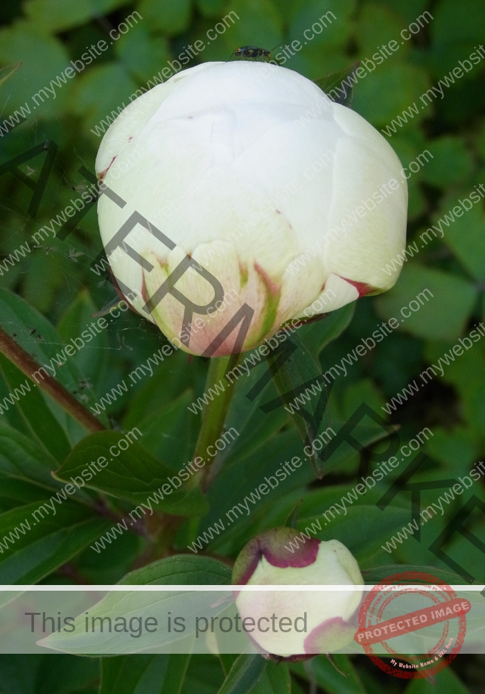 Makro Gartentiere 23