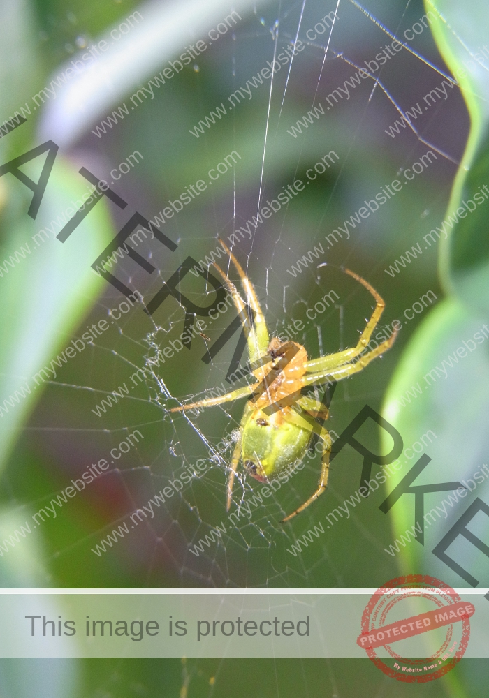 Makro Gartentiere 24