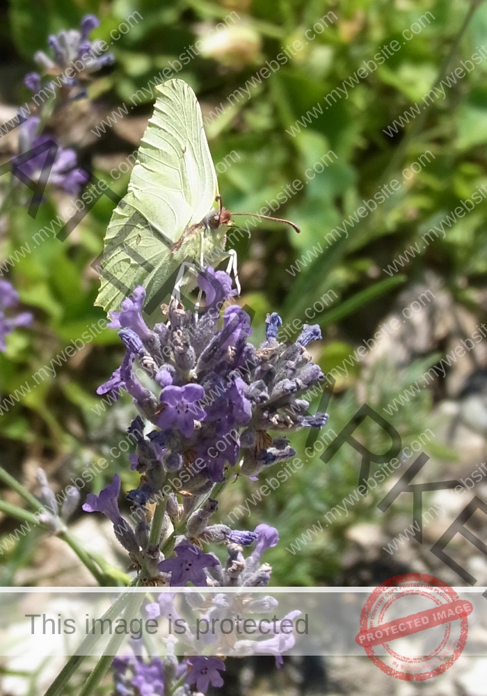 Makro Gartentiere 25