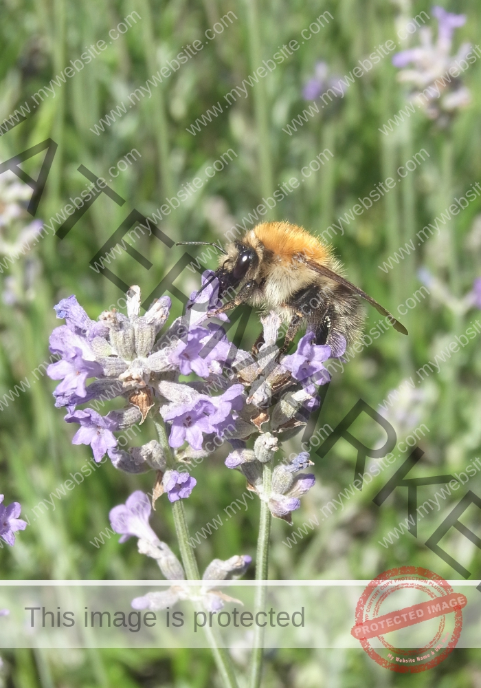 Makro Gartentiere 28