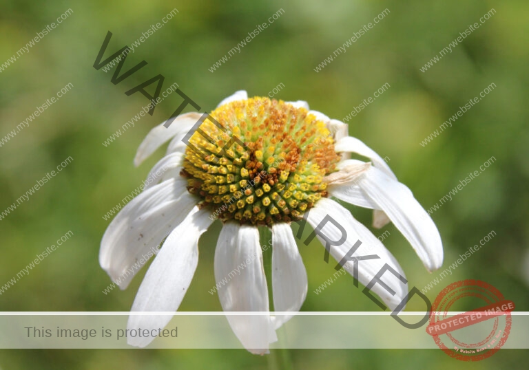 Margerite 03