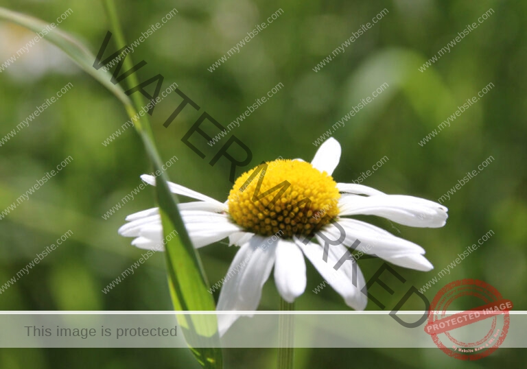 Margerite 04