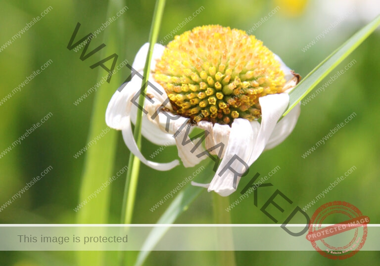 Margerite 05