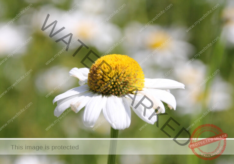 Margerite 06