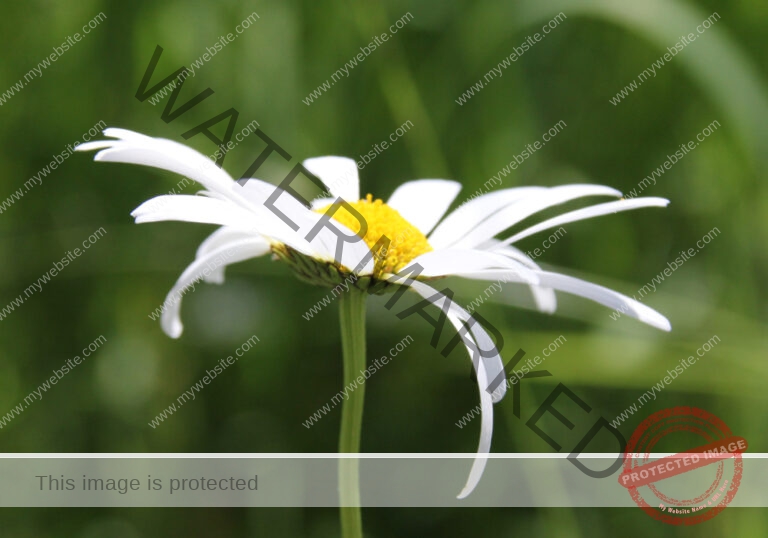 Margerite 07