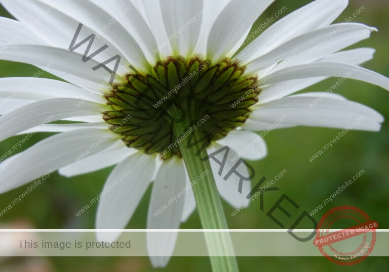 Margerite 23
